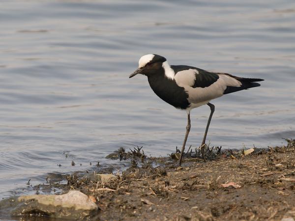 <h3><a href="/trips/safari/biota/animalia/chordata/aves/024 charadriiformes/009 charadriidae/vanellus armatus/vanellus armatus-nl.html">Vanellus&nbsp;armatus</a> / Blacksmith&nbsp;lapwing / Smidsplevier</h3>OM-1 Mark II met OLYMPUS M.150-400mm F4.5, 1/2000 sec  bij F4.5, ISO 500, afstand 22.4&nbsp;m